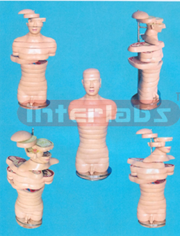 ANATOMICAL DISC MODEL OF MALE HUMAN TORSO (18 PCS)